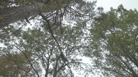 Old cemetery, cross, death Stock Footage 121343005