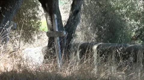 Old Cemetery, Graves and Cross Under Oak Tree Видео 11908548