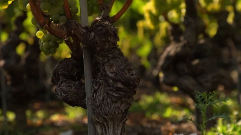 Old ceps of white wine grapes, travelling Stock Footage 99335949