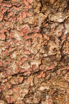 Old chappy surface of painted wooden doors. Stock Photos