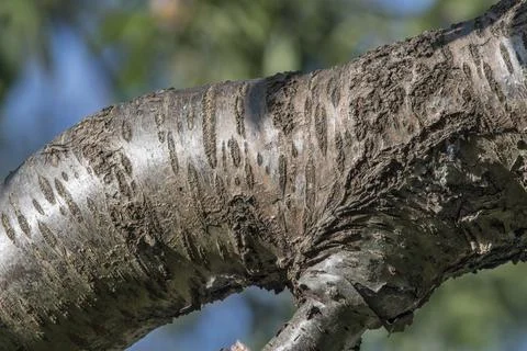 Old cherry tree bark Foto stock