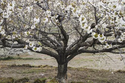 Old cherry tree blooming in spring Stock Photos