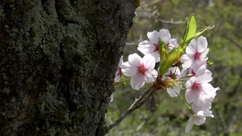 Old cherry tree celebrating spring Stock Footage 144907227