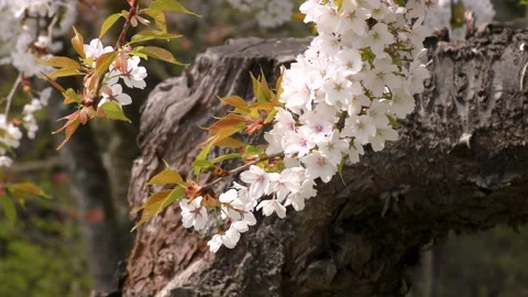 Old cherry tree celebrating spring Video stock 144907410