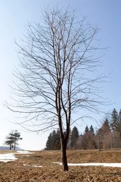 Old cherry tree before grafting process Stock Photos