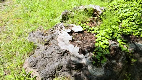 Old cherry tree stump and swaying tree shadows Stock Footage 327570225