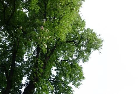 Old chestnut tree. Isolated on white Stock Photos