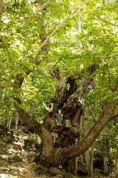 Old chestnut tree Stock Photos