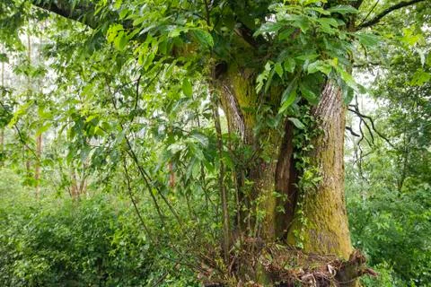 Old chestnut tree Foto stock