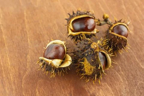 Old chestnuts with brown core walnut closeup on a dark background Stock Photos