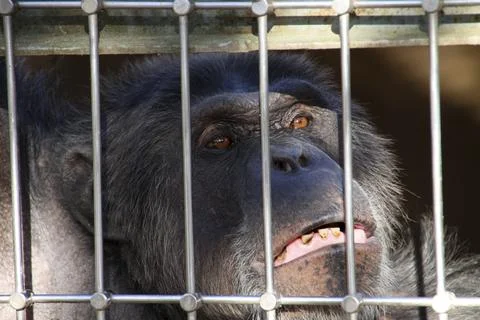 Old chimpanzee in a cage 写真素材