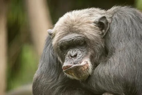 Old Chimpanzee, closeup Stock Photos