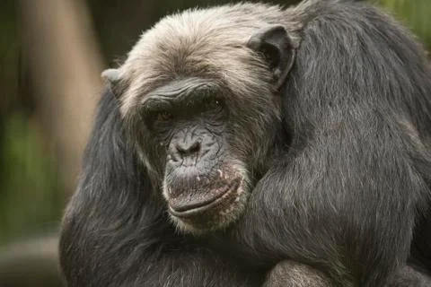 Old Chimpanzee, closeup Stock Photos