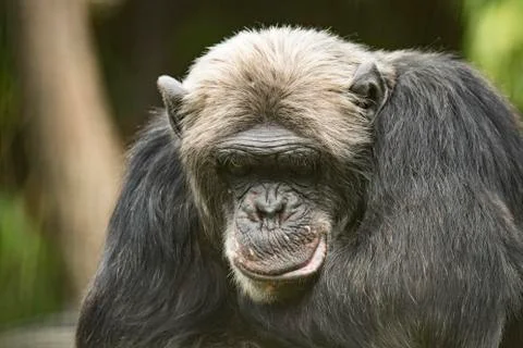 Old Chimpanzee, closeup Stock Photos