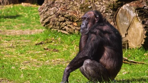 An old chimpanzee  Video stock 270860112