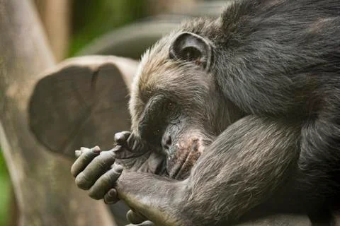 Old Chimpanzee Stock Photos