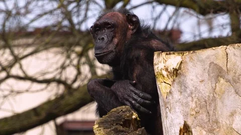 An old chimpanzee resting Stock Footage 270888107