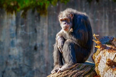Old Chimpanzee resting Stock Photos
