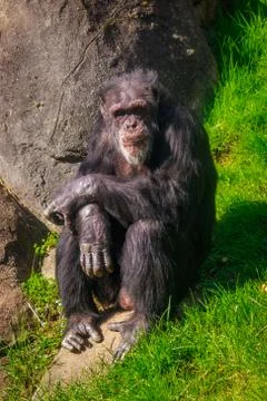 Old Chimpanzee resting Stock Photos