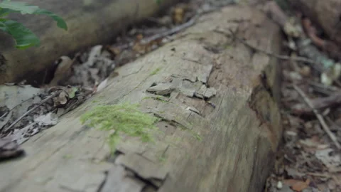 An old chipped log covered in moss and debris, close-up tracking shot Stock Footage 307703881