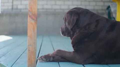 Old chocolate labrador is lying on the wooden terrace with crossed paws and snif Stock Footage 190832191