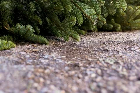 Old Christmas Tree Stock Photos