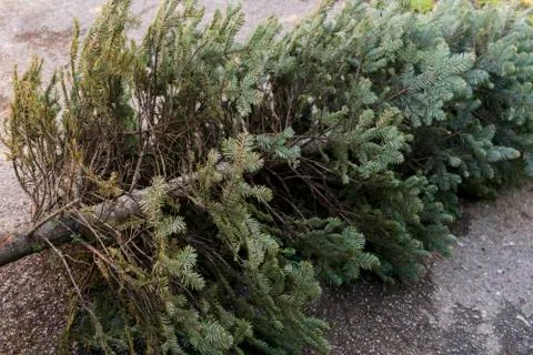 Old Christmas Tree Stockfoto's