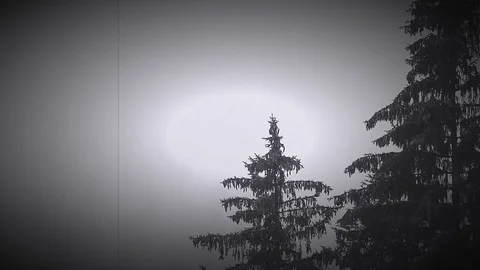 Old Christmas Tree Time Lapse Stock Footage
