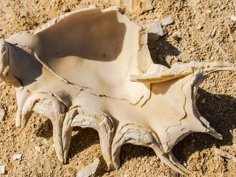 Old clam shell in the sand, shell with spikes. Stock Photos