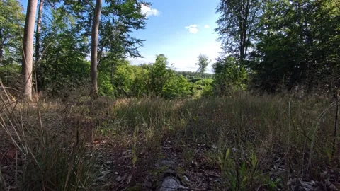 Old Clear-Cut Forest Edge — Dry Grass Swaying in Breeze, Late Summer Video stock 342494344