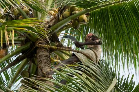 Old climber on coconut tree Stock-Fotos