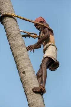 Old climber on coconut tree Stock Photos