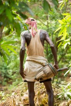Old climber on coconut tree Stock Photos