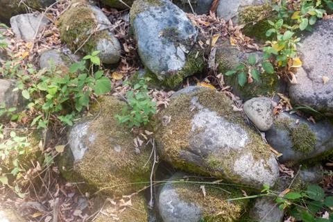 Old cobbles covered with moss Stock Photos
