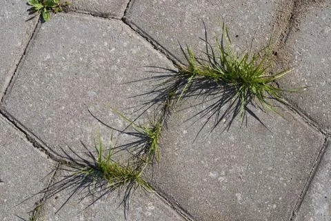 Old cobblestone background with grass. The view from the top Stock Photos