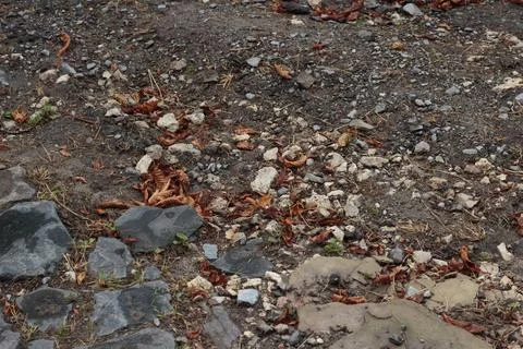 Old Cobblestone Pavement Surface with Large Stone Blocks and Small Gravel Stock Photos