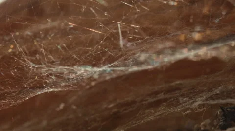 Old cobweb. Macro shot. Stock Footage 50883347