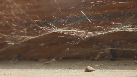 Old cobweb. Macro shot. Stock Footage 50884768