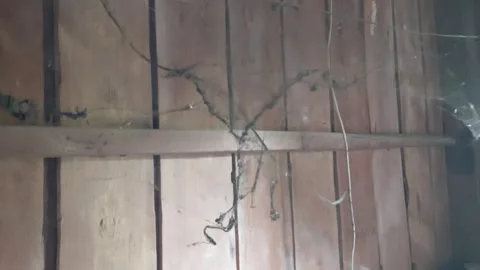 Old cobwebs on the side of the house Stock Footage 262963672