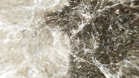 Old cobwebs texture Stock Photos