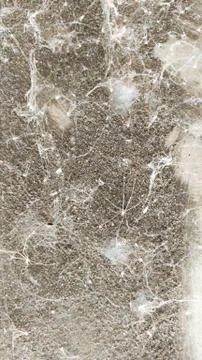 Old cobwebs texture Stock Photos