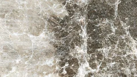 Old cobwebs texture Stock Photos