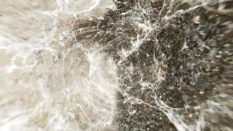Old cobwebs texture Stock Photos