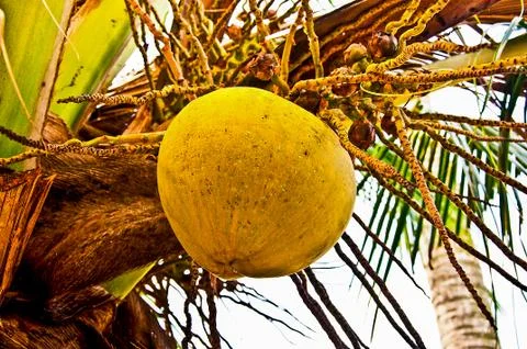 The old coconut on  coconut tree Foto stock