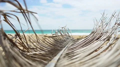 Old coconut leaves fall on the sand beach. Stock Footage 156857372