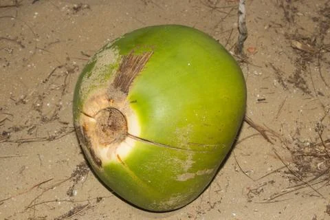 Old coconut Stock Photos