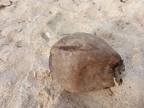 Old coconut Stock Photos