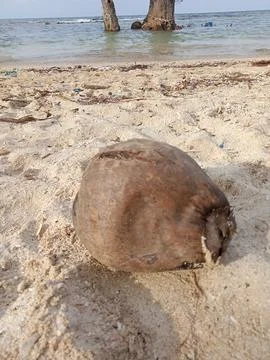 Old coconut Stock Photos