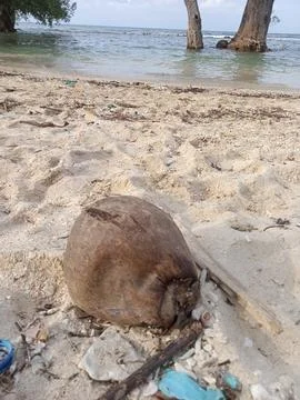 Old coconut 写真素材