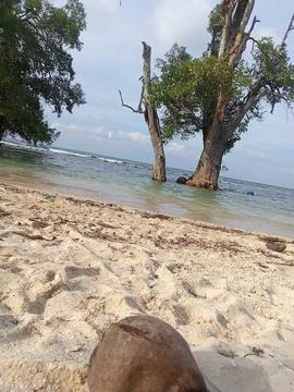 Old coconut 写真素材